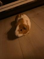 4 cavia’s, Dieren en Toebehoren, Knaagdieren en Konijnen | Hokken en Kooien, Kooi, 75 tot 110 cm, Cavia, Ophalen
