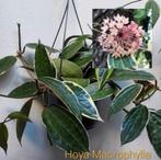 Hoya stekjes, Crassipetiolata Meliflua Parasitica Mathilde, Overige soorten, Minder dan 100 cm, Ophalen of Verzenden, Halfschaduw