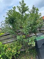 Kersen boom, Ophalen, Lente, Kersenboom, Halfschaduw