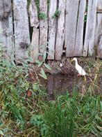 Koppeltje loopeendjes, Dieren en Toebehoren, Pluimvee, Meerdere dieren, Eend