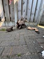 Aquarium Hout Decoratie, Ophalen of Verzenden, Gebruikt
