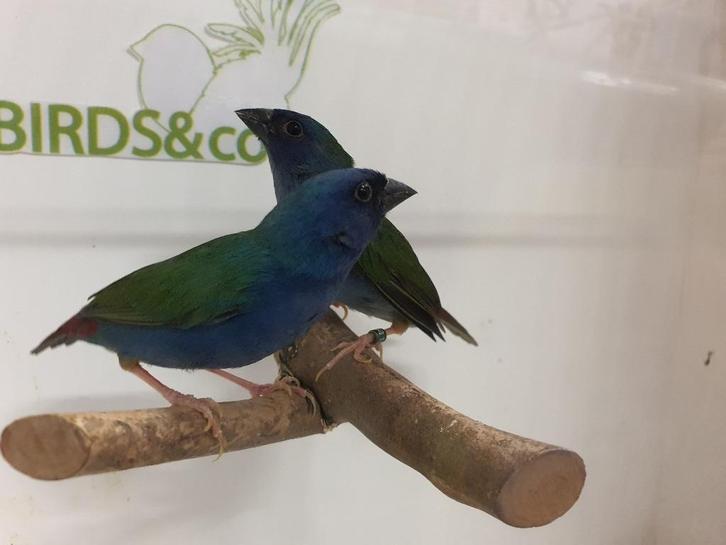 Koppel forbes papegaaiamadine beschikbaar, Dieren en Toebehoren, Vogels | Overige Vogels, Tropenvogel, Meerdere dieren, Geringd