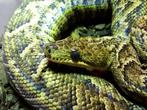 0.1 Cubaanse Boa te koop (Epicrates angulifer), Dieren en Toebehoren, Reptielen en Amfibieën, Slang, Tam, 11 jaar of ouder