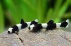 Yaoshania pachychilus – Panda Modderkruiper 2 cm, Dieren en Toebehoren, Vissen | Aquariumvissen, Zoetwatervis, Vis