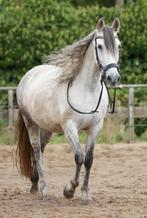 Lieve e-pony te koop, Dieren en Toebehoren, Pony's, B, 7 tot 10 jaar, Recreatiepony, Merrie