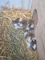 3 jonge konijnen  hangoor x wild konijn, Dieren en Toebehoren, Konijnen, Meerdere dieren, Hangoor