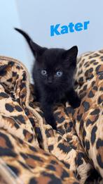 Gouden huis gezocht voor kittens, Dieren en Toebehoren, Katten en Kittens | Overige Katten, Meerdere dieren, Kortharig, 0 tot 2 jaar