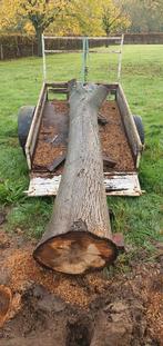 Stamhout Walnoot - Ideaal voor Houtbewerking, Gebruikt, Ophalen of Verzenden, Hardhout, 180 tot 250 cm