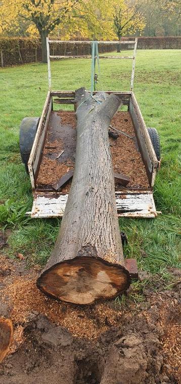 Stamhout Walnoot - Ideaal voor Houtbewerking beschikbaar voor biedingen