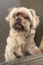 Puppy's verwacht, Dieren en Toebehoren, Overige rassen, 8 tot 15 weken, CDV (hondenziekte), Meerdere