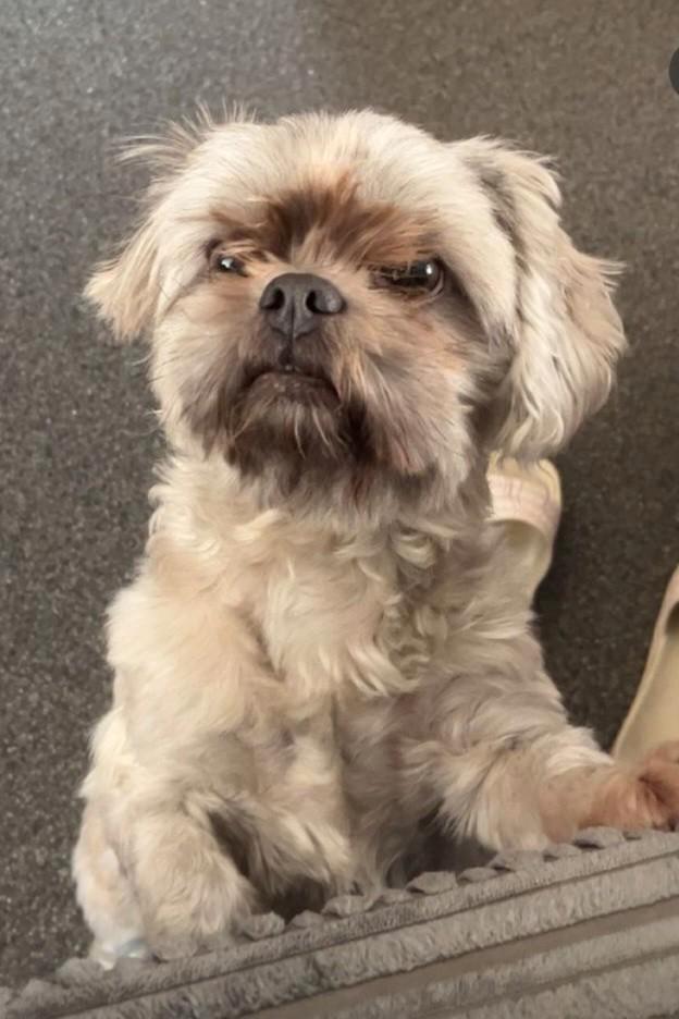 Puppy's verwacht, Dieren en Toebehoren, Honden | Chihuahua's en Gezelschapshonden, Meerdere dieren, Overige rassen, Particulier