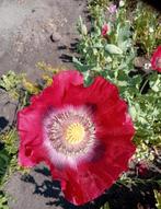 Papaver somniferum Giganteum zaden, Ophalen of Verzenden, Voorjaar, Volle zon, Zaad