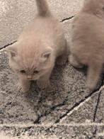 Brits Korthaar Bluepoint Kitten, Dieren en Toebehoren, Katten en Kittens | Raskatten | Korthaar, Ontwormd