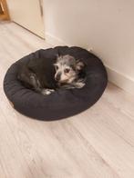 Goed huisje gezocht, Dieren en Toebehoren, Honden | Chihuahua's en Gezelschapshonden, 6 jaar of ouder, Rabiës (hondsdolheid), Teef