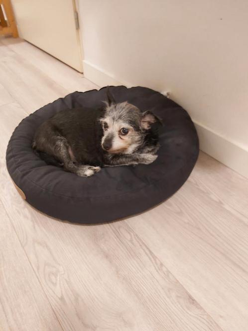 Goed huisje gezocht, Dieren en Toebehoren, Honden | Chihuahua's en Gezelschapshonden, Teef, Chihuahua, Particulier, Eén hond, Nederland