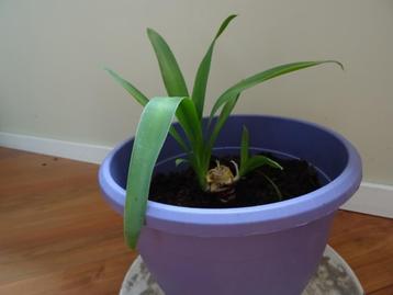 Kamerplant Yucca beschikbaar voor biedingen