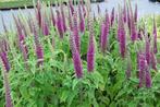 Teucrium hyrcanicum stekjes P9, Ophalen, Vaste plant, Halfschaduw, Kruiden