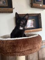 ️Gezonden gezin kittens gewend aan kinderen en honden ️️, Dieren en Toebehoren, Katten en Kittens | Overige Katten, Meerdere dieren
