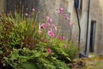 Bio zaden Herfstanemoon - Anemone hupehensis, Tuin en Terras, Ophalen of Verzenden, Voorjaar, Volle zon, Zaad