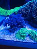 Keniabomen, ricordea.  Koraal, Vis