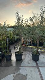 Olijf bomen 3 stuks 1 koop mooi gelijk 50,pst snel wegprijs, Ophalen, Zomer, Vaste plant, Halfschaduw
