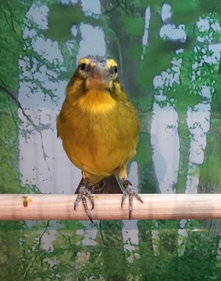 Dikbekcini man., Dieren en Toebehoren, Vogels | Overige Vogels, Meerdere dieren