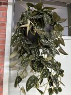 Scindapsus pictus’ Argyraeus’, Huis en Inrichting, Kamerplanten, Ophalen of Verzenden, Overige soorten, Minder dan 100 cm