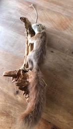 Opgezette eekhoorn, Ophalen of Verzenden, Gebruikt, Wild dier, Opgezet dier