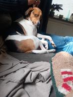 Hondenoppas aangeboden, Ophalen of Verzenden