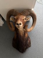 Mouflon trofee, Ophalen of Verzenden