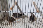 Trio chinese dwerg kwartels, Dieren en Toebehoren, Meerdere dieren, Tropenvogel