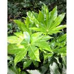 Fatsia Japonica - Vingerplant g31191, Tuin en Terras, Planten | Tuinplanten, Ophalen of Verzenden