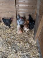 Brahma kippen te koop, Dieren en Toebehoren