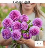 Dahlia knollen Roban Regal, €3,50 per stuk., Ophalen of Verzenden
