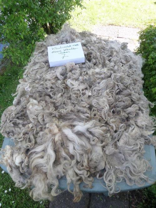 Schapenwol krulwol Devon&Cornwal los Wolvilten vacht vilten, Hobby en Vrije tijd, Spinnewielen en Spinnen, Nieuw, Spinwol, Ophalen of Verzenden