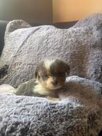 Mooie klein blijvende boomer pups, Dieren en Toebehoren, Maltezer, Rabiës (hondsdolheid), 8 tot 15 weken, Meerdere dieren