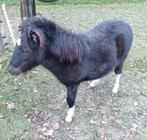 Zwart Bonte NMPRS Hengst Veulen, Dieren en Toebehoren, Hengst