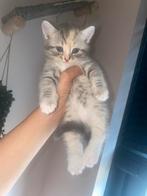 Brits korte haar, Dieren en Toebehoren, Poes