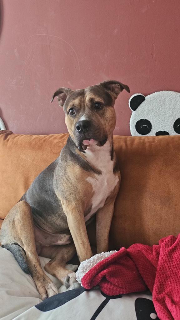 Rebel een Amerikaanse Staff x Bully XL, Dieren en Toebehoren, Honden | Niet-rashonden, Middel, Reu, Particulier, Eén hond, Nederland