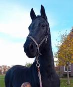 18 jarige arabo-fries (ruin), Dieren en Toebehoren, Ruin, Recreatiepaard, 11 jaar of ouder