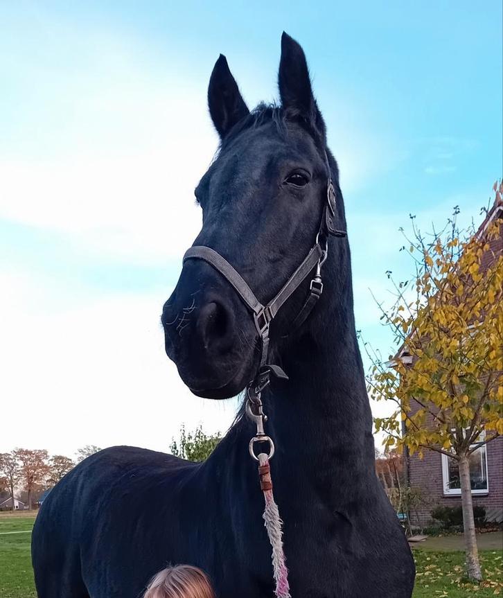 18 jarige arabo-fries (ruin), Dieren en Toebehoren, Paarden, Ruin, 11 jaar of ouder, Recreatiepaard