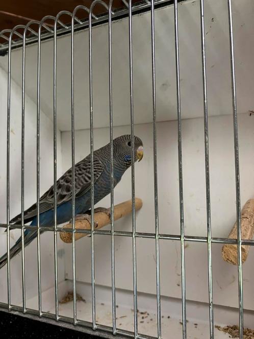 Blackface split blackwing grasparkieten, Dieren en Toebehoren, Vogels | Parkieten en Papegaaien, Parkiet, Meerdere dieren, Geringd