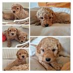 Lieve toypoedel/ toy poedel pups zoeken een huisje, Dieren en Toebehoren, Poedel, Rabiës (hondsdolheid), 8 tot 15 weken, Meerdere