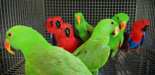 gezocht edel papegaaien €500/€450 betalen wij, Dieren en Toebehoren, Vogels | Parkieten en Papegaaien, Papegaai, Meerdere dieren