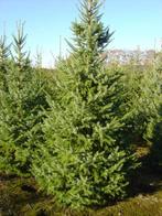 Kerstbomen groot. 4 tot 7 mtr. Reserveer al vast op=op, Tuin en Terras, Planten | Bomen, Ophalen, Zomer, Volle zon, Overige soorten