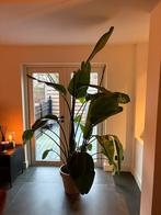 Grote Strelitzia Nicolai - 2 meter, Ophalen, 200 cm of meer, Overige soorten, Halfschaduw