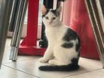 Kitten kat 16 weken, Dieren en Toebehoren, Katten en Kittens | Dekkaters, 0 tot 2 jaar
