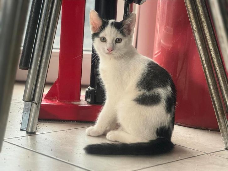 Kitten kat 16 weken, Dieren en Toebehoren, Katten en Kittens | Dekkaters, 0 tot 2 jaar