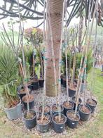 Albizia julibrissin, perzische slaapboom 160-190cm, Tuin en Terras, Planten | Bomen, Overige soorten, 100 tot 250 cm, Zomer, Ophalen