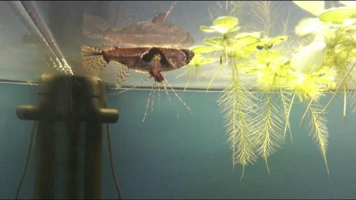 koppel vlindervis 10cm te koop, Dieren en Toebehoren, Vissen | Aquariumvissen, Zoetwatervis, Vis